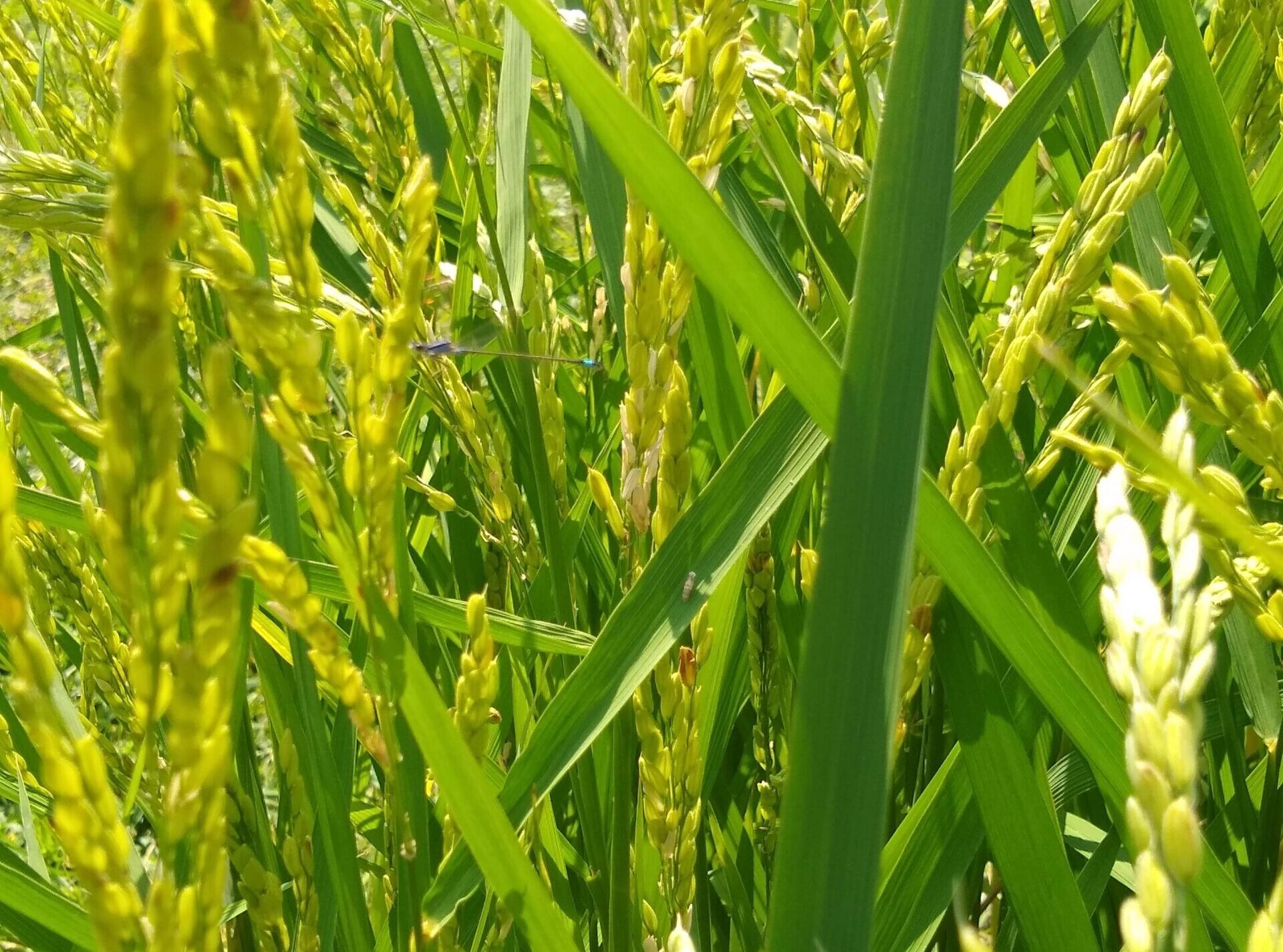 Dal laboratorio al campo: al via la prima sperimentazione italiana di ...