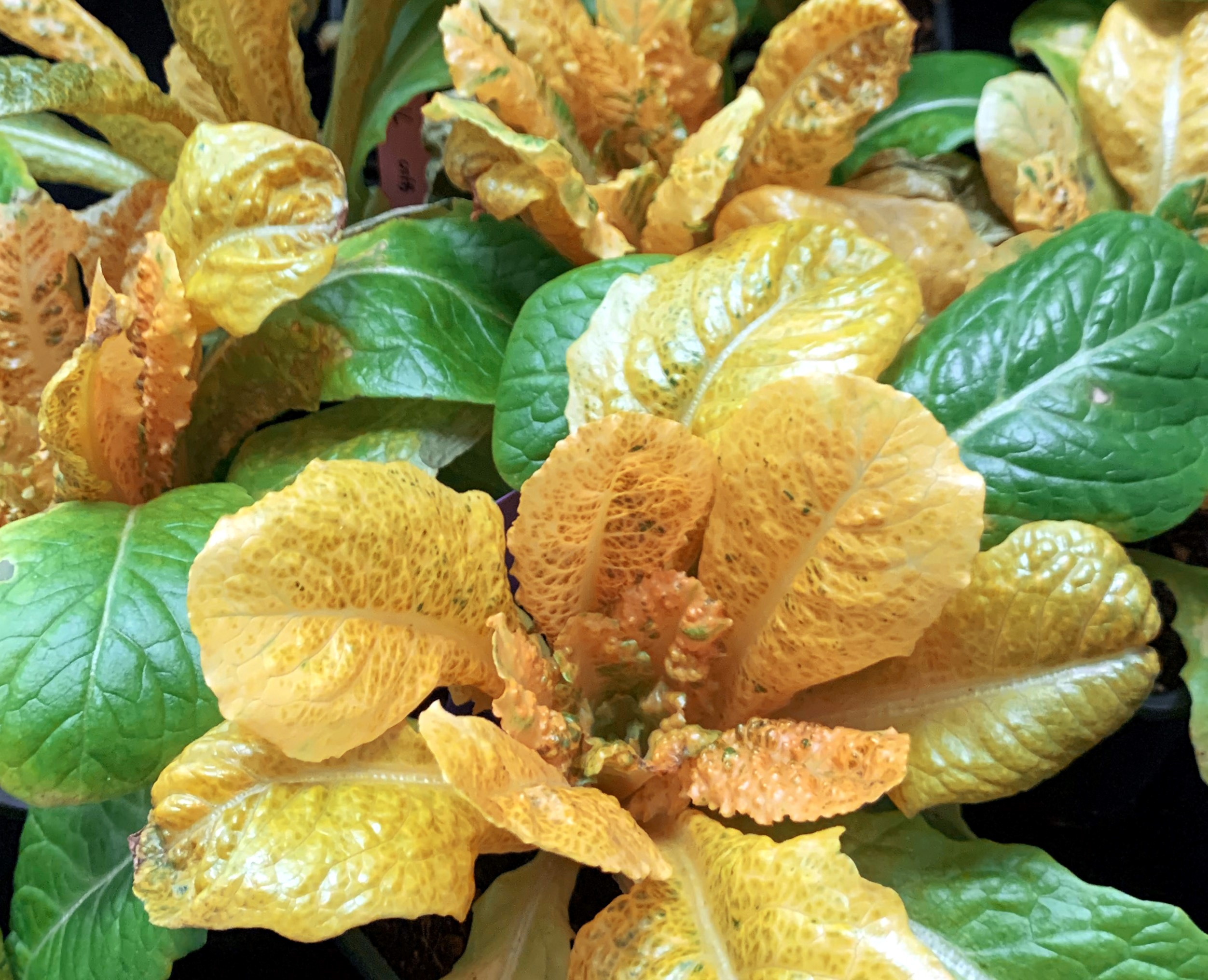 Lotto di 500 semi di lattuga Lollo Bionda - Varietà voluminosa e arricciata - Lattuga dolce e tenera - Ricrescita dopo il raccolto - 100% naturale - Germinazione garantita - 100% riproducibile