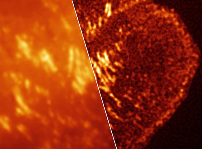 Oncologia: nuovi strumenti di imaging per vedere all’interno delle cellule viventi
