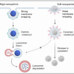 Nanoparticelle per rimuovere molecole immunitarie dannose dal sangue