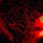 Identificate nuove vie mitocondriali collegate a infiammazioni dannose nell’invecchiamento